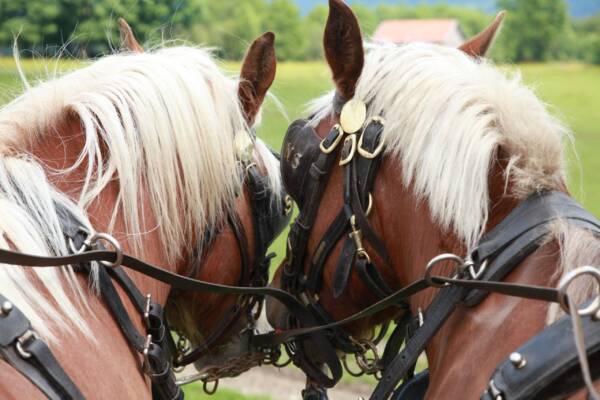 Itineraire equestre Pays horloger©Doubs Tourisme Sophie Cousin scaled 1 - Les Rendez-Vous du Comté