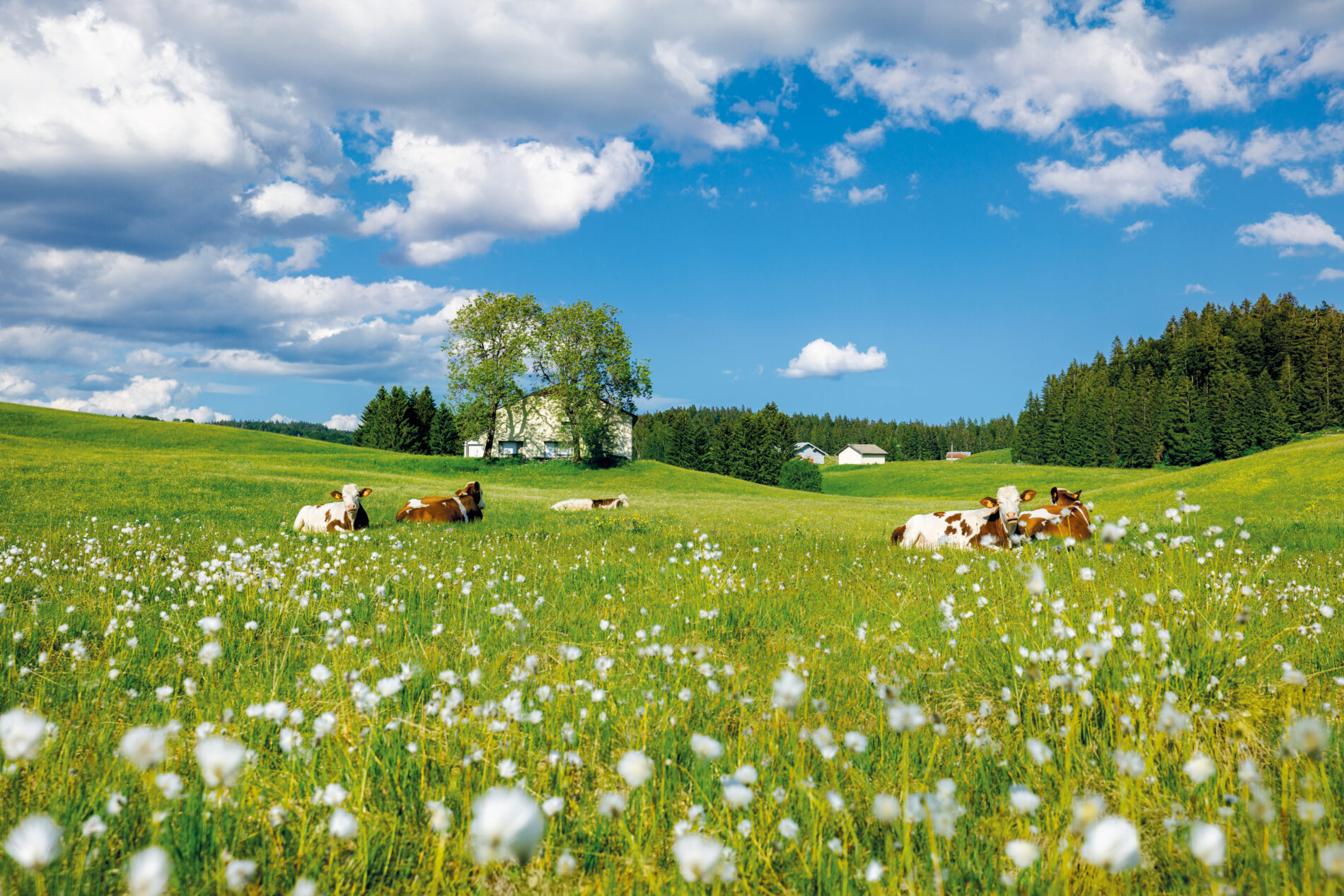 Vaches couche╠ues 2026 Ste╠uphane Godin